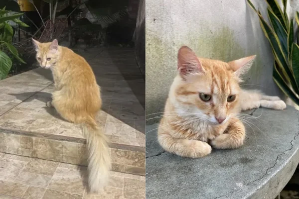 Gata foge e “volta para aniversário” da tutora quase 2 anos depois