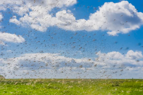 Imagem mostra nuvem de mosquitos em paisagem de céu com nuvens e campo verde - Metrópoles