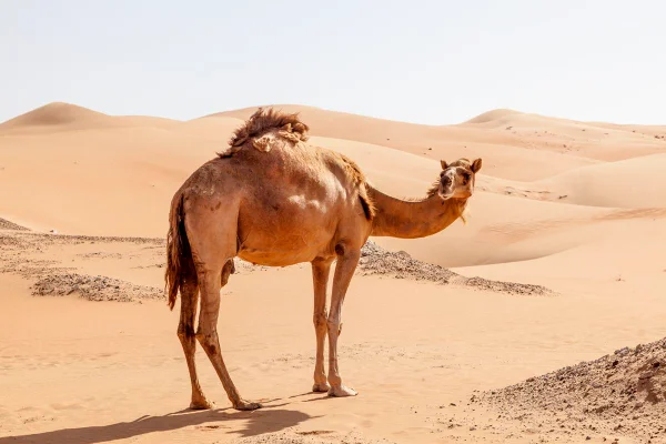 Camelo solitário nas dunas do deserto. Área do oásis de Liwa, Emirado de Abu Dhabi, Emirados Árabes Unidos. Metrópoles