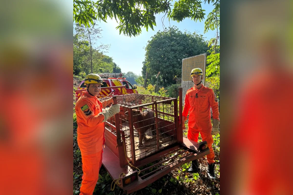 Depois de contida, a capivara foi colocada em um compartimento adequado para transporte e levada de volta ao habitat natural Depois de contida, a capivara foi colocada em um compartimento adequado para transporte e levada de volta ao habitat natural