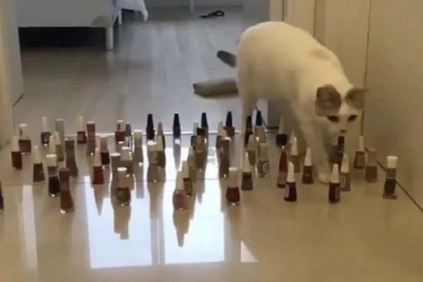 Desafio gatos x cachorros