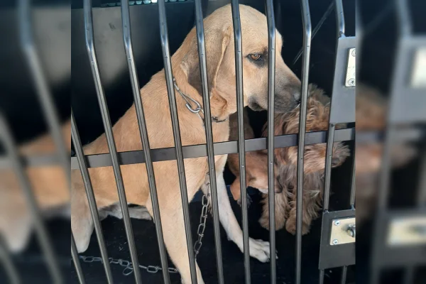 Imagem colorida de cães atrás de uma grade, dentro de uma viatura