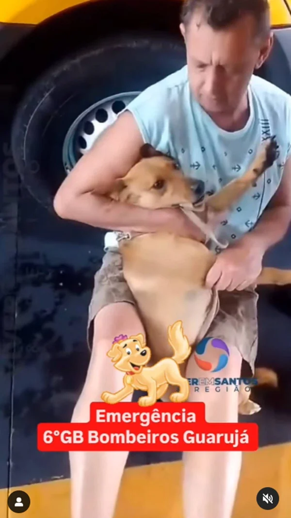 Vídeo: cachorra Princesa é socorrida após ter osso preso na mandíbula - destaque galeria