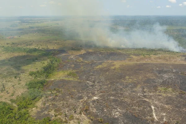 Amazônia tem novo recorde de desmatamento em outubro