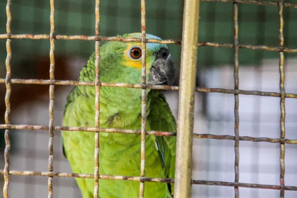 Foto colorida de animal silvestre resgatado no Rio de Janeiro - Metrópoles