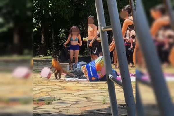 Macacos fazem “arrastão” em parque do DF e levam potes e comida. Vídeo
