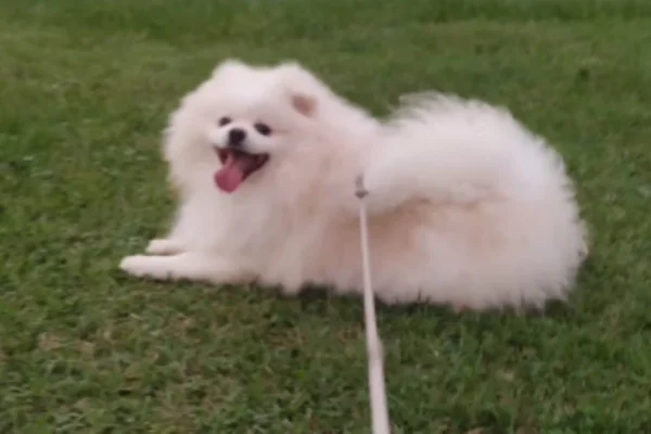 Eros, cachorro da raça Spitz Alemão, que morreu após banho e tosa em pet shop. - Metrópoles