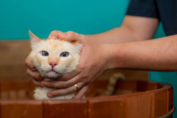 6 dicas para dar um banho relaxante no pet