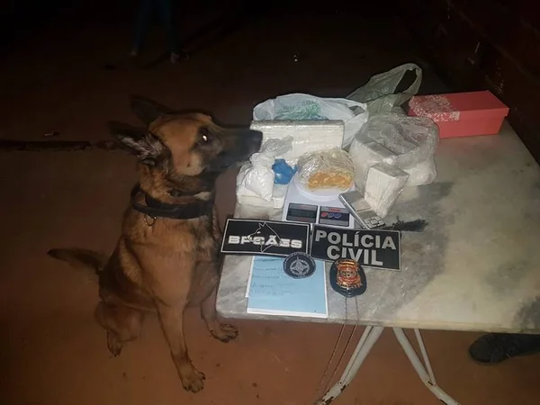 Cão farejador da PM encontra 4kg de drogas em uma casa no DF