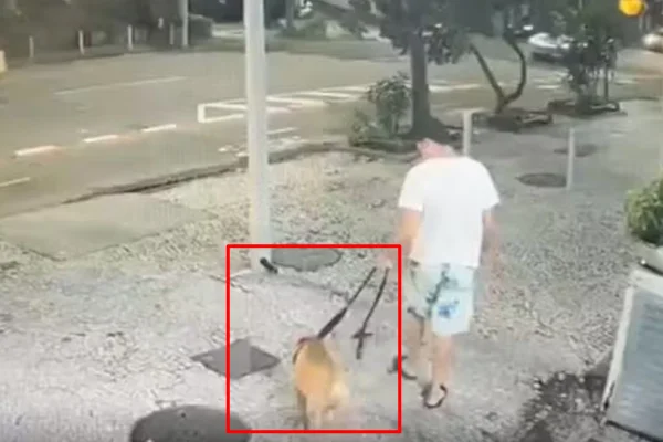 Homem é indiciado por matar pit bull afogado em mar de Copacabana