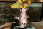 Aquarista retorna de viagem e encontra dezenas de peixes jumbo mortos - imagem 6