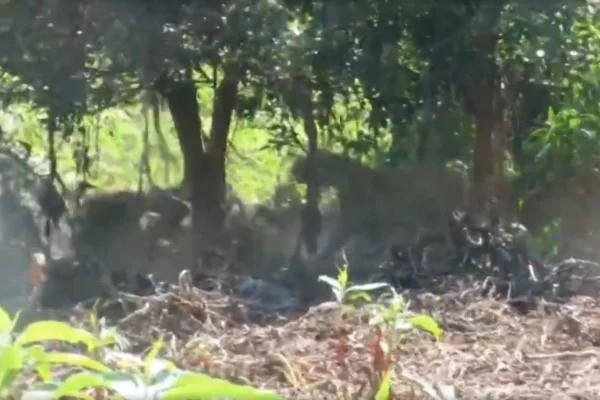 Imagem colorida de onças brigando no Pantanal
