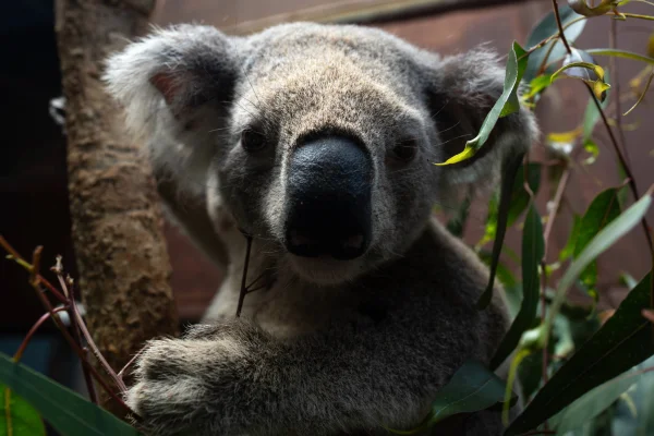 Fofura em dose dupla: Aquário de SP recebe casal de coalas da Austrália - destaque galeria Fofura em dose dupla: Aquário de SP recebe casal de coalas da Austrália - destaque galeria