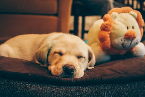 Brinquedo de pelúcia para cachorro