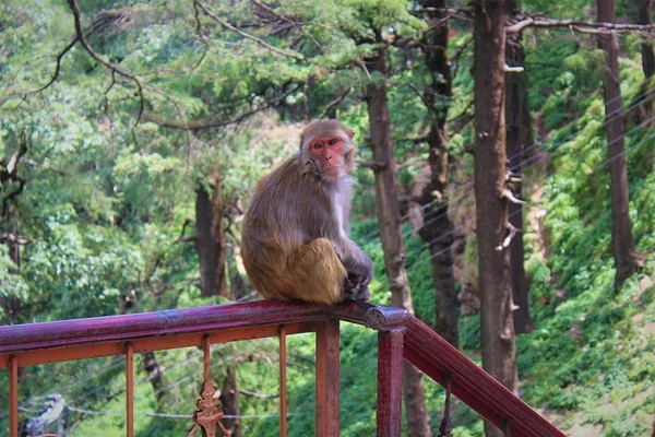 Macaco mata bebê de 4 meses dentro de casa com uma pedrada