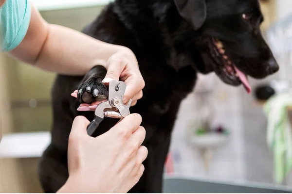 cachorro recebendo corte de unha