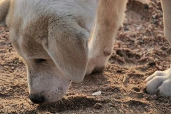 Cachorro cheirando o chão