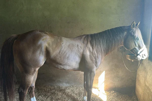 Cavalos de R$ 3 milhões e Rolex: conheça o haras do PCC. Vídeo
