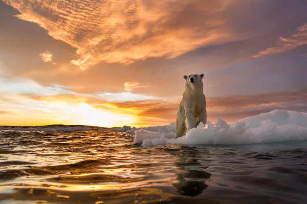 Canadá, Território de Nunavut, Baía de Repulse, urso polar (Ursus maritimus) em pé sobre o gelo marinho derretendo ao pôr do sol perto das Ilhas Harbour. Metrópoles