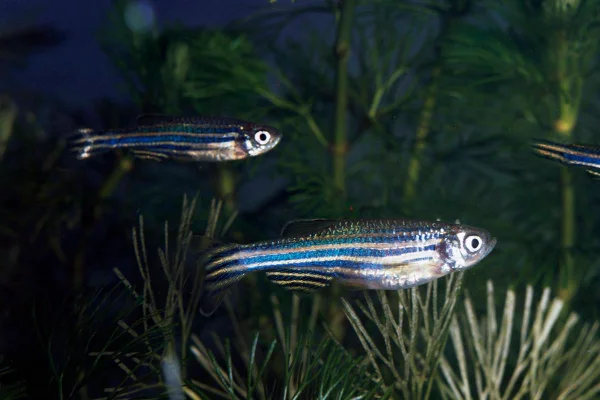 zebrafish, peixe paulistinha