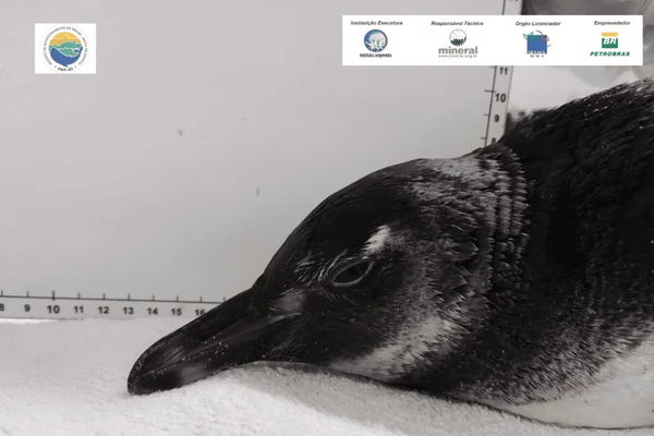 Longe de Madagascar: filhote de pinguim perdido é resgatado em Ubatuba - destaque galeria
