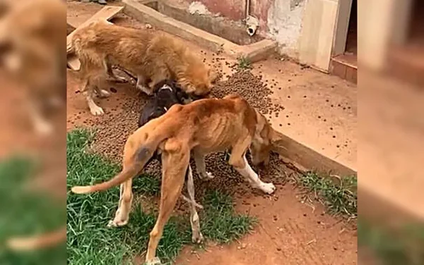 Advogados são presos por maus-tratos a cães esqueléticos em GO. Vídeo