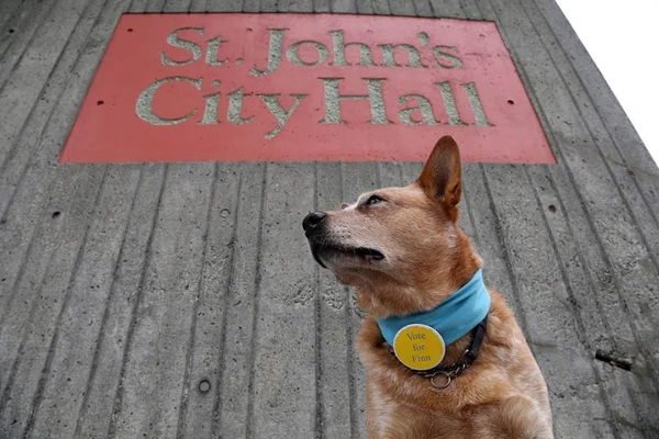 Cachorro vira candidato a prefeitura no Canadá