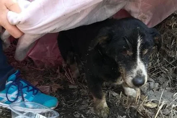 Cachorro é enterrado, “volta à vida”, sai da cova e reencontra família