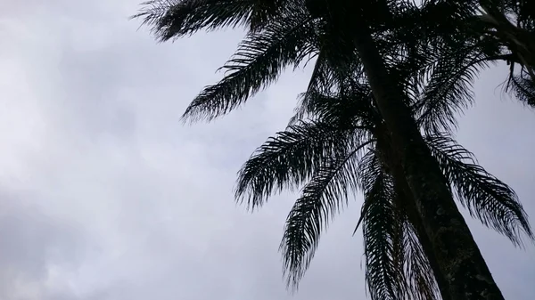 Previsão de tempo nublado com pancadas de chuva isoladas para este sábado (9/1)