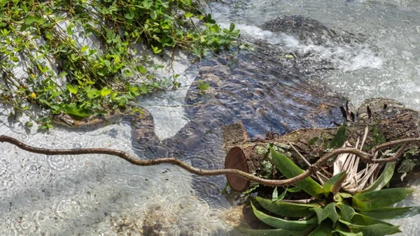 Butantan inaugura recinto de anacondas com visitação aberta ao público