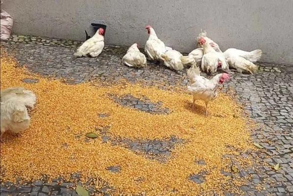 Além das galinhas e do milho, torcedores também estenderam faixa