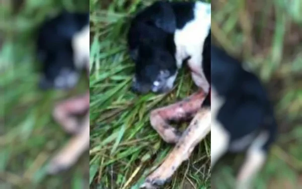 goias cachorro morto pegou pedaço de carne