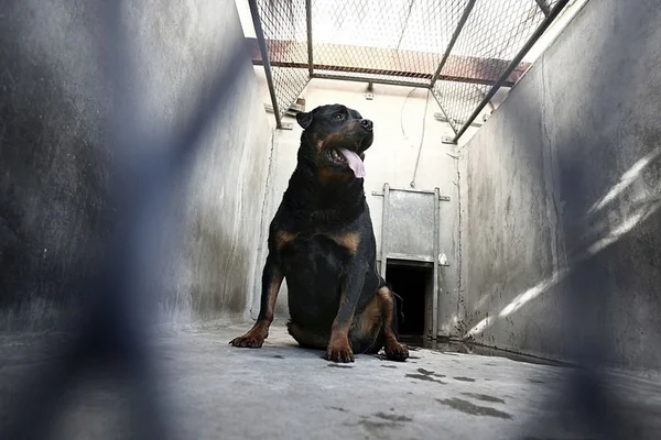 Ladrão tem membros dilacerados por rottweilers após invadir galpão