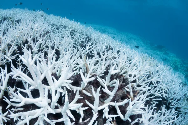 Foto de corais esbranquiçados - Branqueamento de corais: como aquecimento dos oceanos destrói recifes - Metrópoles