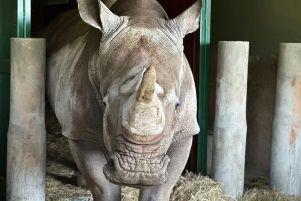Rinoceronte-branco, novo morador do Zoológico de Itatiba, de quase duas toneladas chega após viagem de cerca de 3 mil quilômetros do Chile - Metrópoles