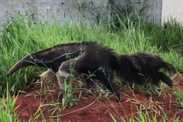 tamanduá bandeira andava pelas ruas de cidade em goiás foi capturado pelo corpo de bombeiros
