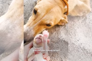  A cachorrinha não estava sozinha. Perto dela havia um buraco na areia, cavado por ela mesma para proteger o que tinha de mais precioso: seus filhotes