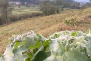 Vale do Itajaí, em Santa Catarina, amanheceu com geadas e temperatura de 3,8°C