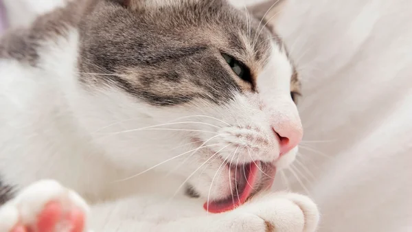 Foto colorida de gato lambendo a própria pata - Carnaval pode influenciar em problemas de pele nos pets
