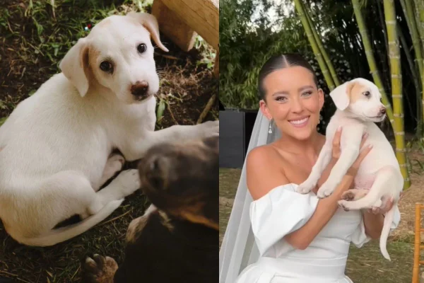 Montagem de duas imagens coloridas de cachorro de abrigo junto à noiva