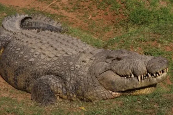Com 123 anos, crocodilo mais velho do mundo já teve 10 mil filhotes