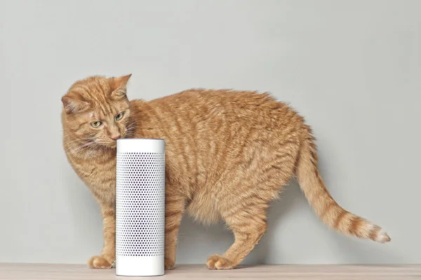 Imagem colorida de gato cheirando caixa de som