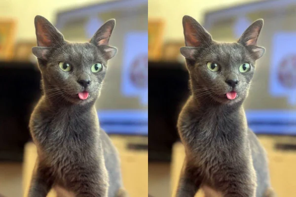 gata midas de quatro orelhas