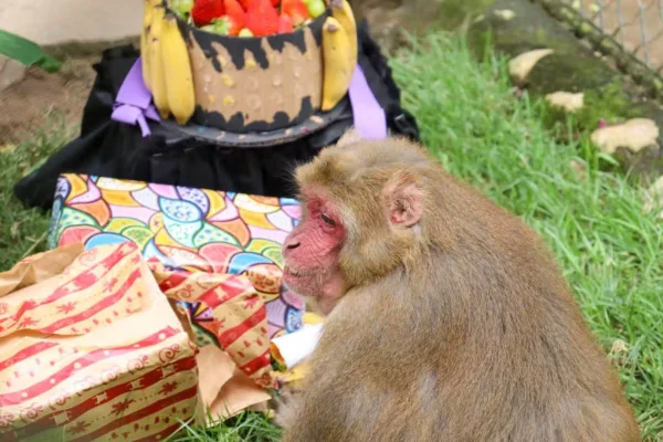 Foto colorida do macaco Alemão durante festa de aniversário - Metrópoles