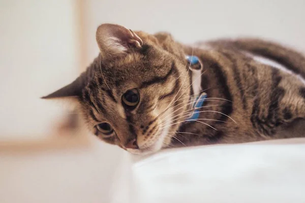 Veterinária responde seis dúvidas sobre a FIV e FeLV em gatos