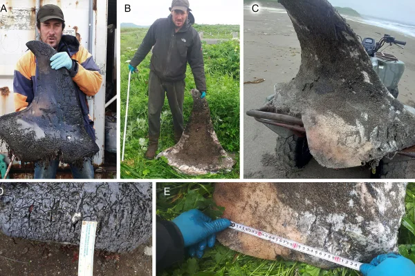 Imagem colorida mostra barbatanas de orca mastigadas - Metrópoles