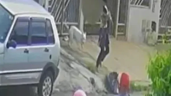 imagem colorida criança atacada pitbull goiania