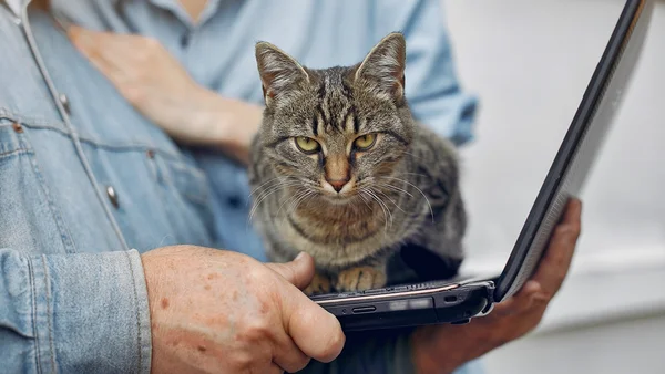 Foto colorida de gato com cara de bravo em cima de um computador segurado por homem