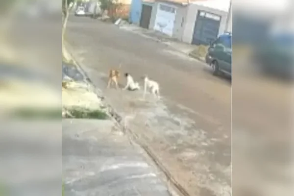Vídeo: cães se “unem” para socorrer cachorro atropelado em SP