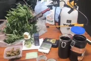 Polícia desarticula plantação profissional de maconha no litoral de SP Polícia desarticula plantação profissional de maconha no litoral de SP